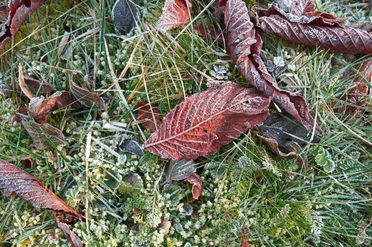 Picture of leaves on the ground of a lawn with frost on it.