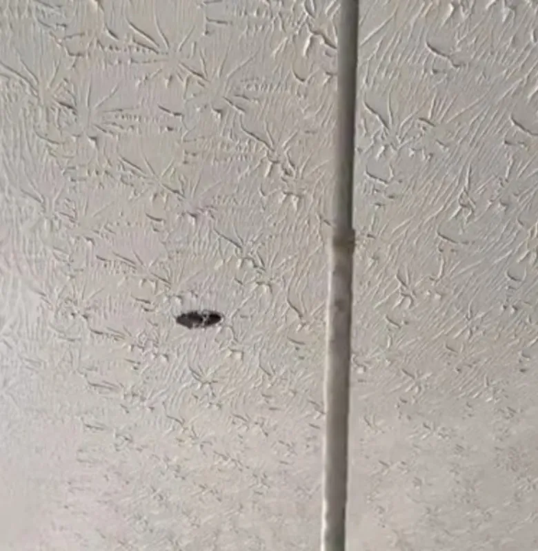 drywall installation Augusta