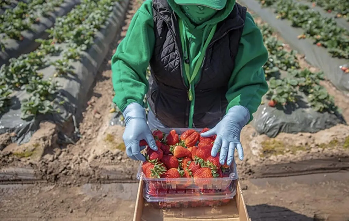 Strawberries are consistently found on Dirty Dozen lists.