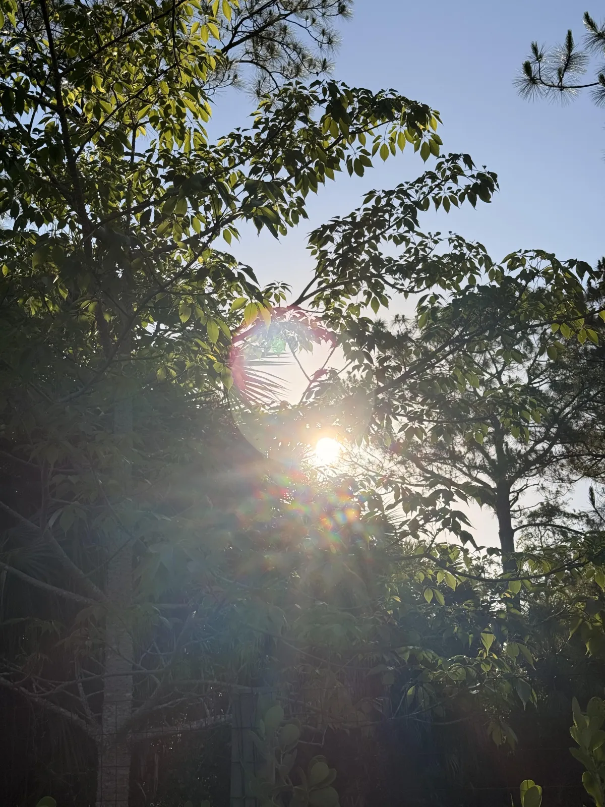 morning sun through the trees