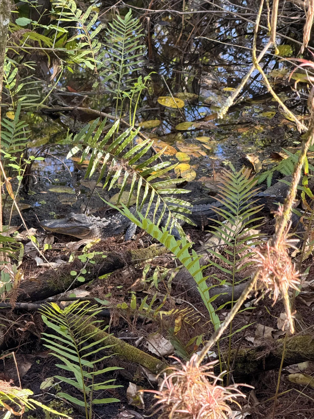 fern