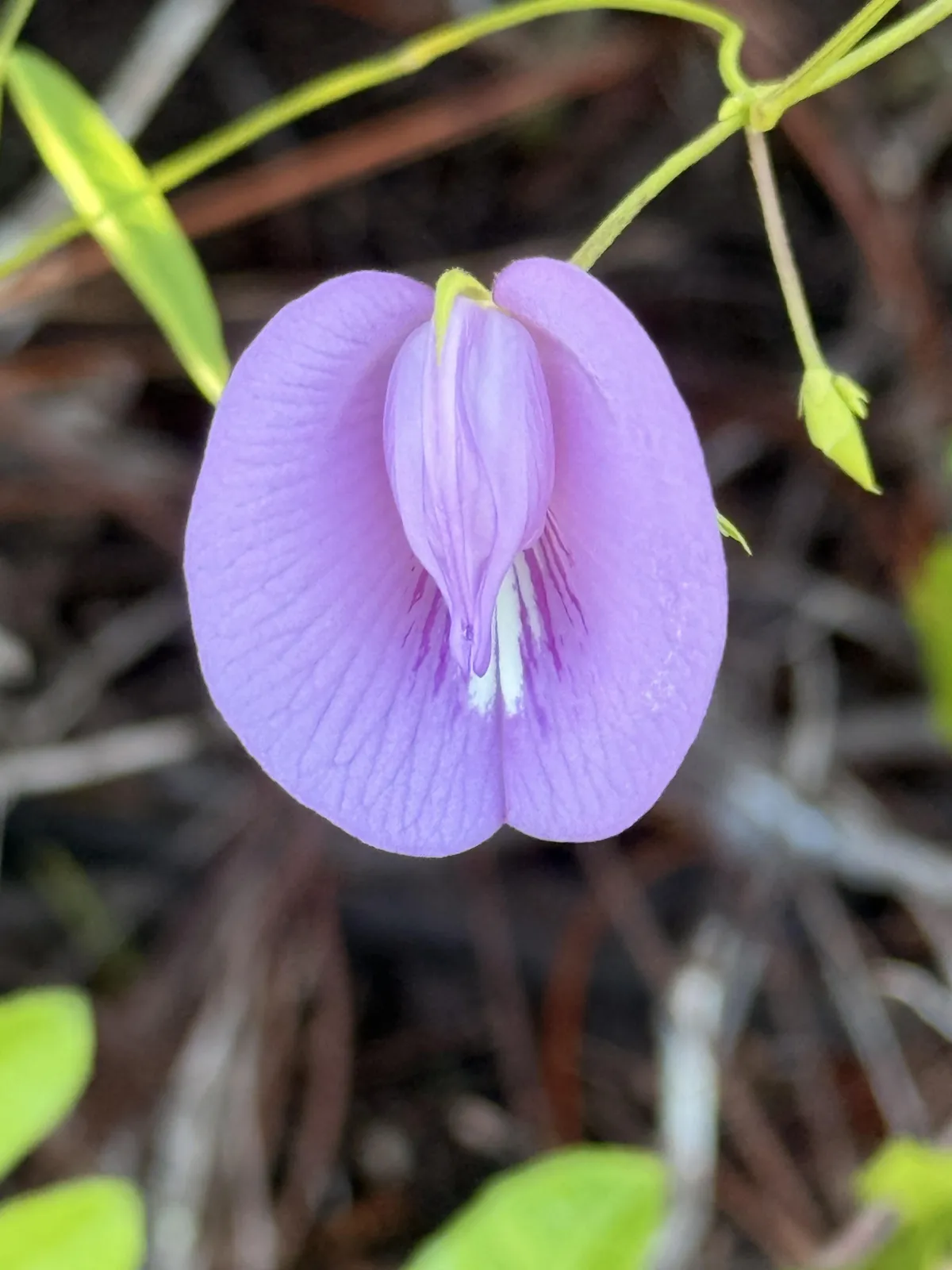 purple flower