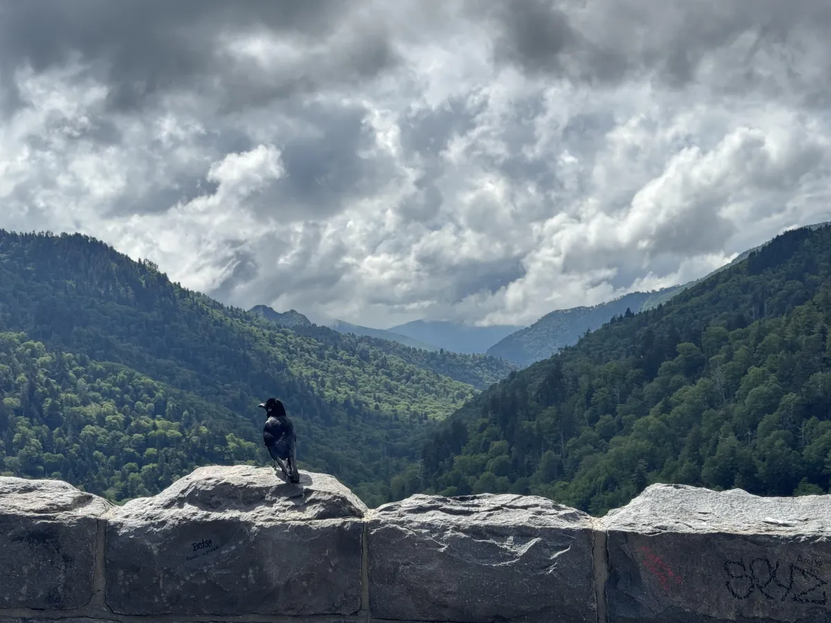 crow overlooking mountains