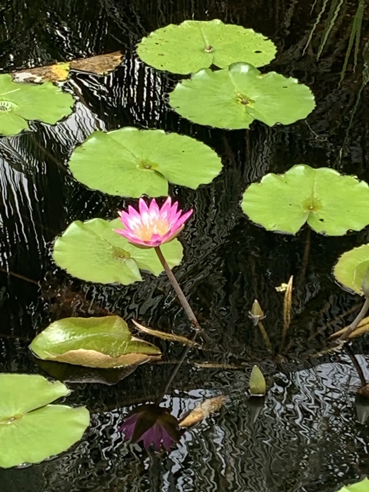 Lotus