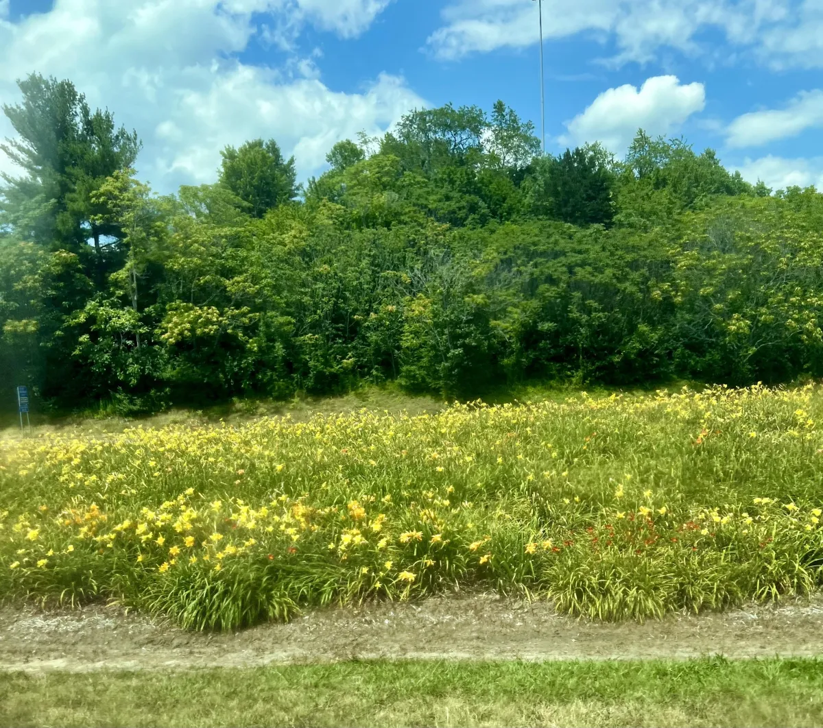 field of yellow flowers