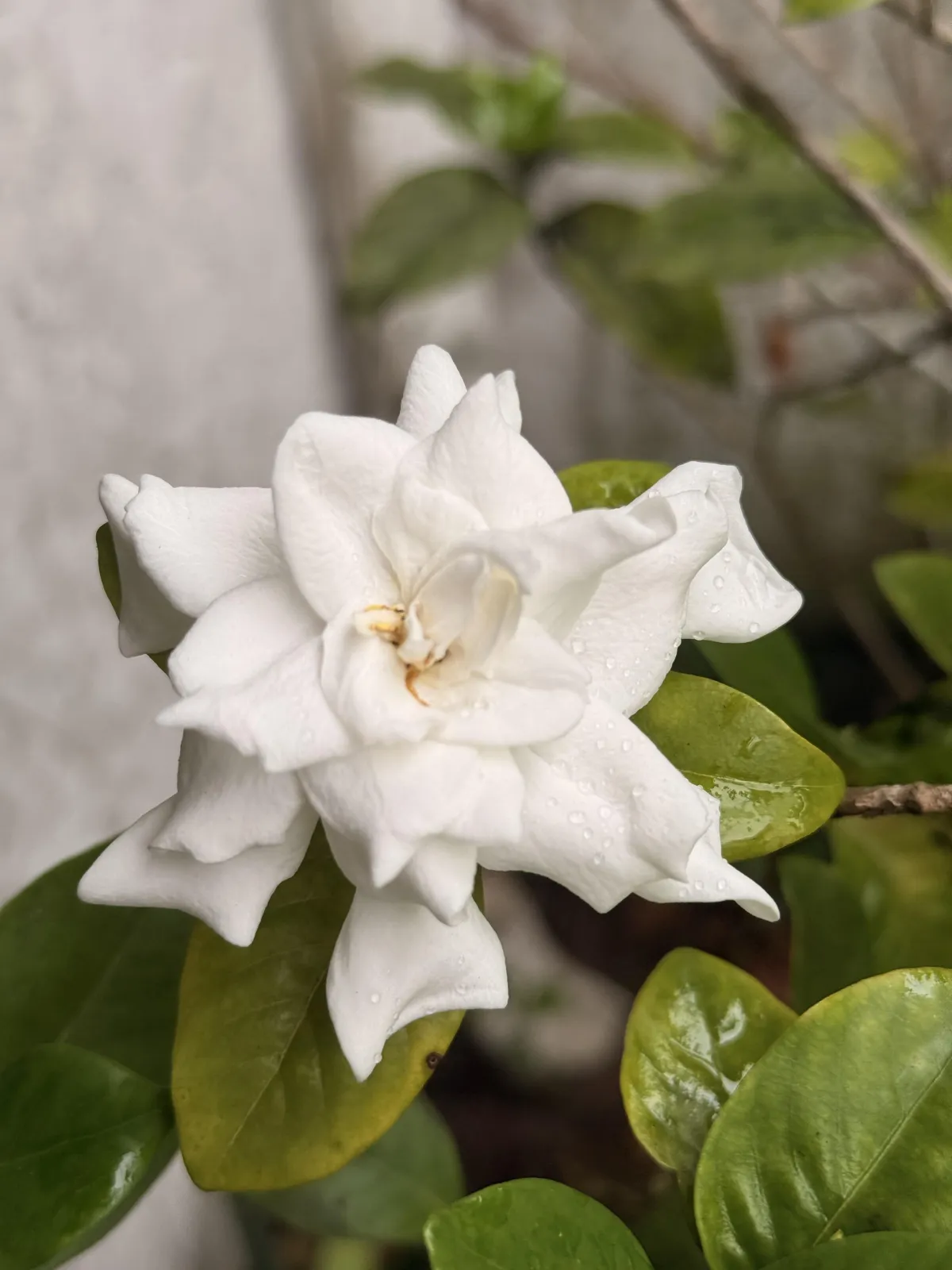 gardenia bloom