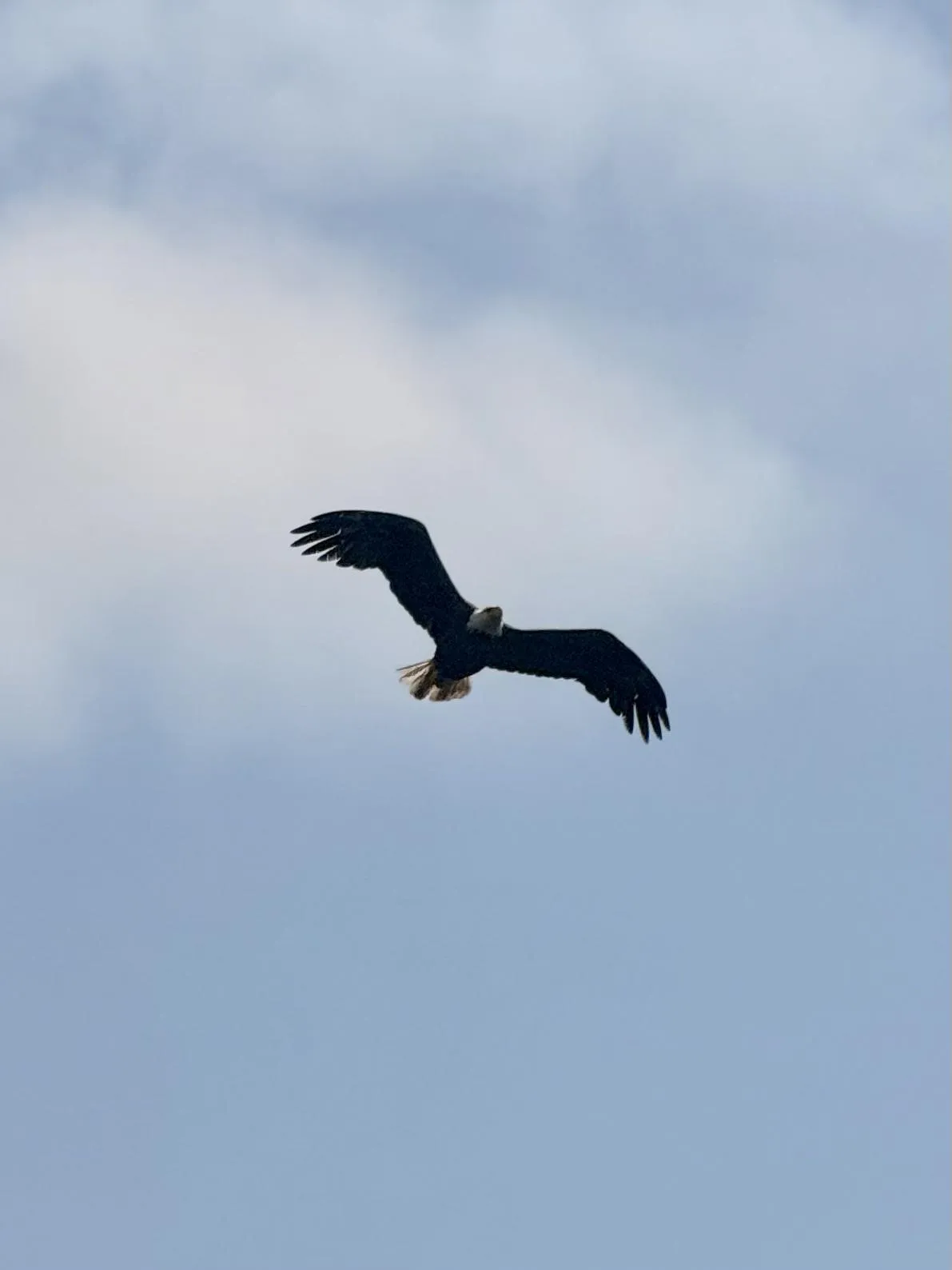 eagle in flight
