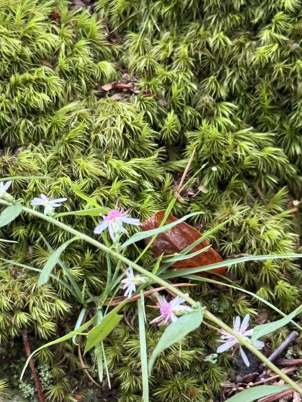 wildflowers and moss
