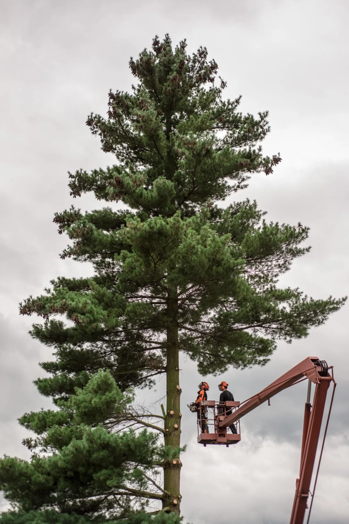 tree removal services Fresno, CA