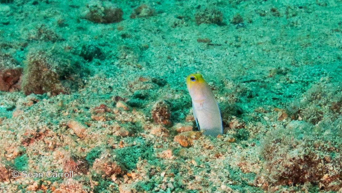 Jawfish