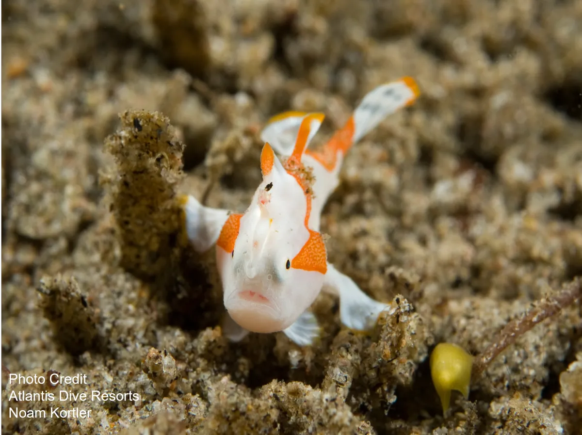 Picture of a frogfish