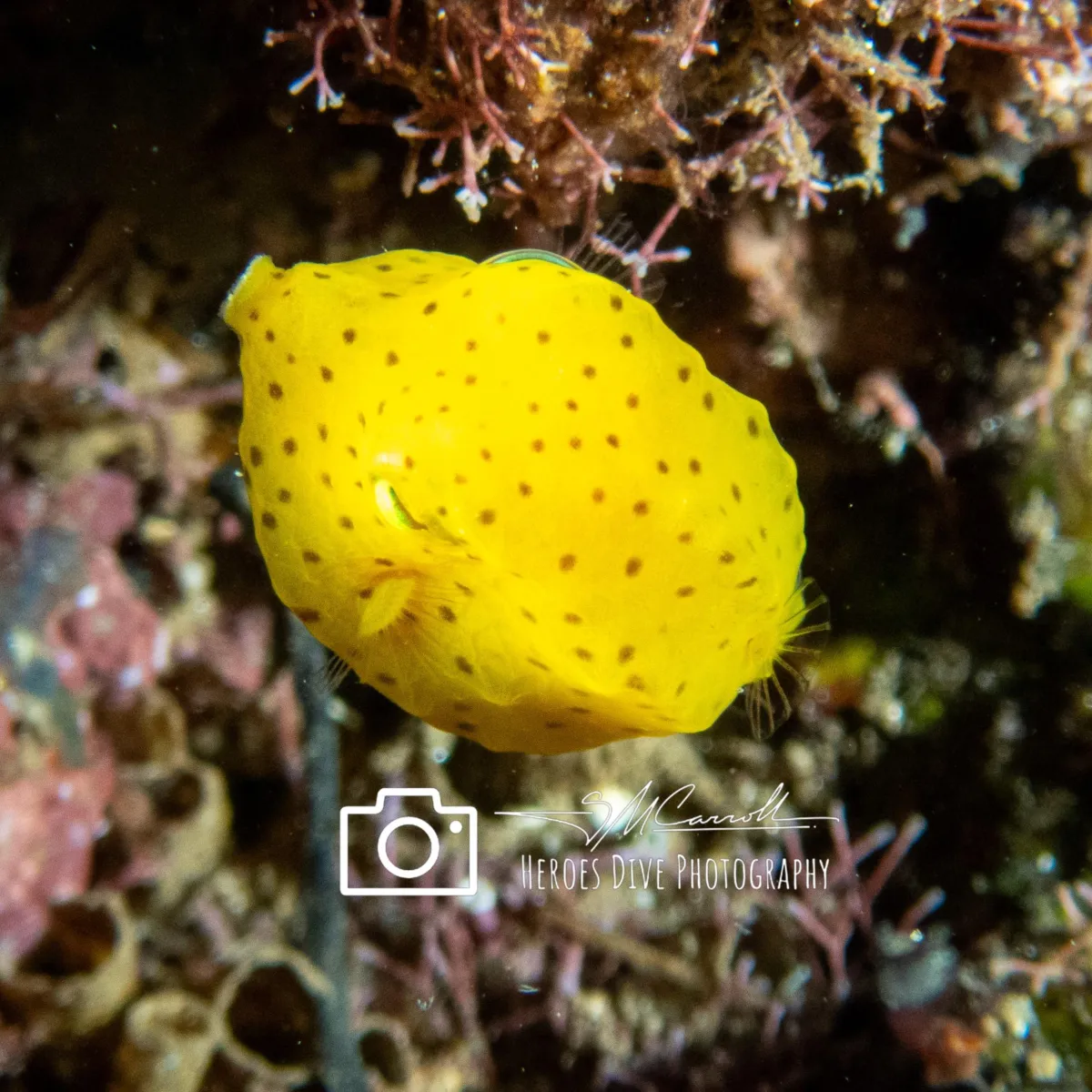 picture of a yellow box fish