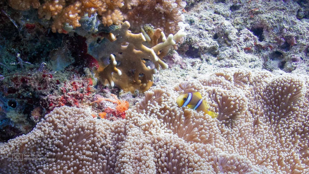 Picture of a group