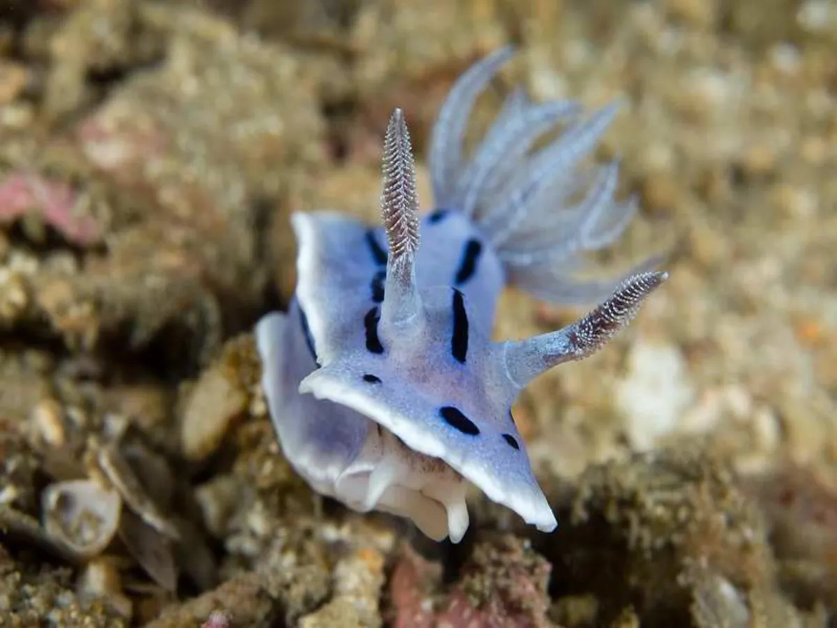 Picture of a nudibranch