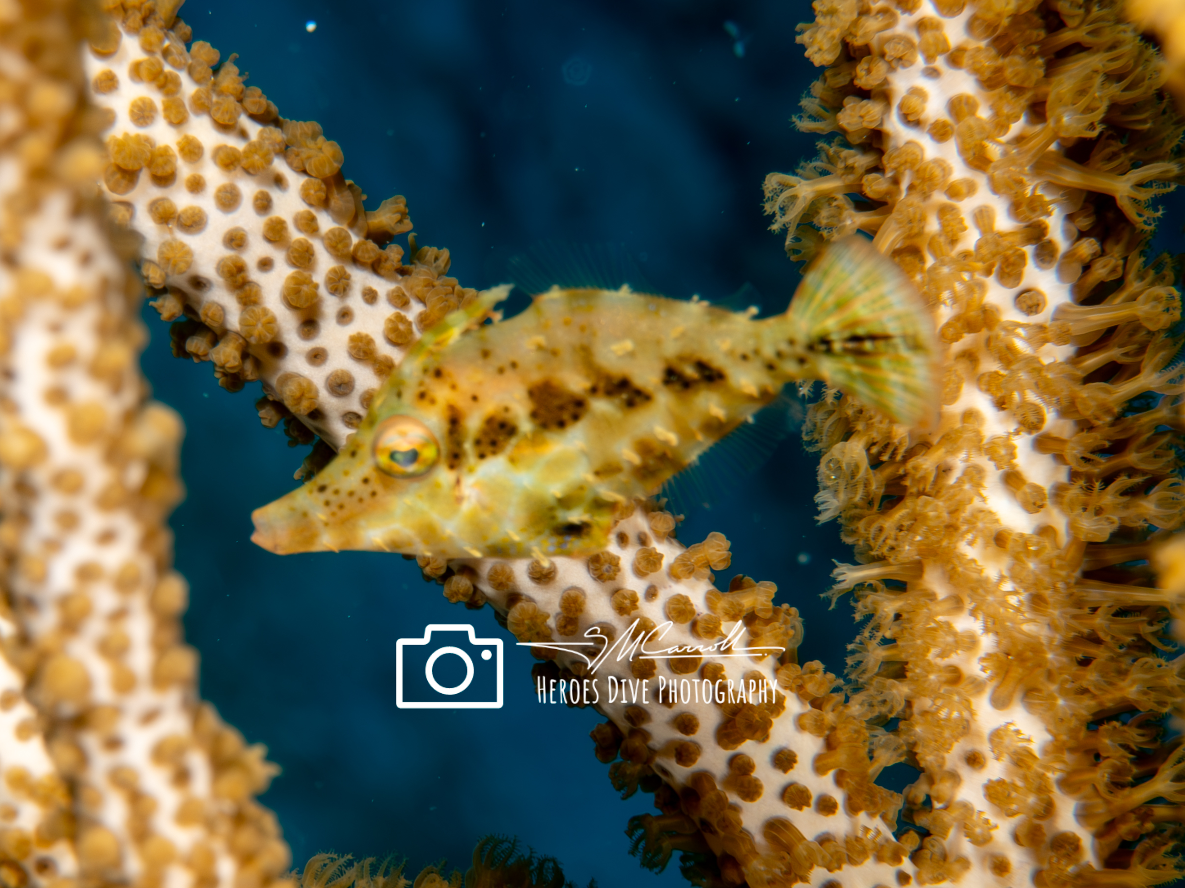 filefish