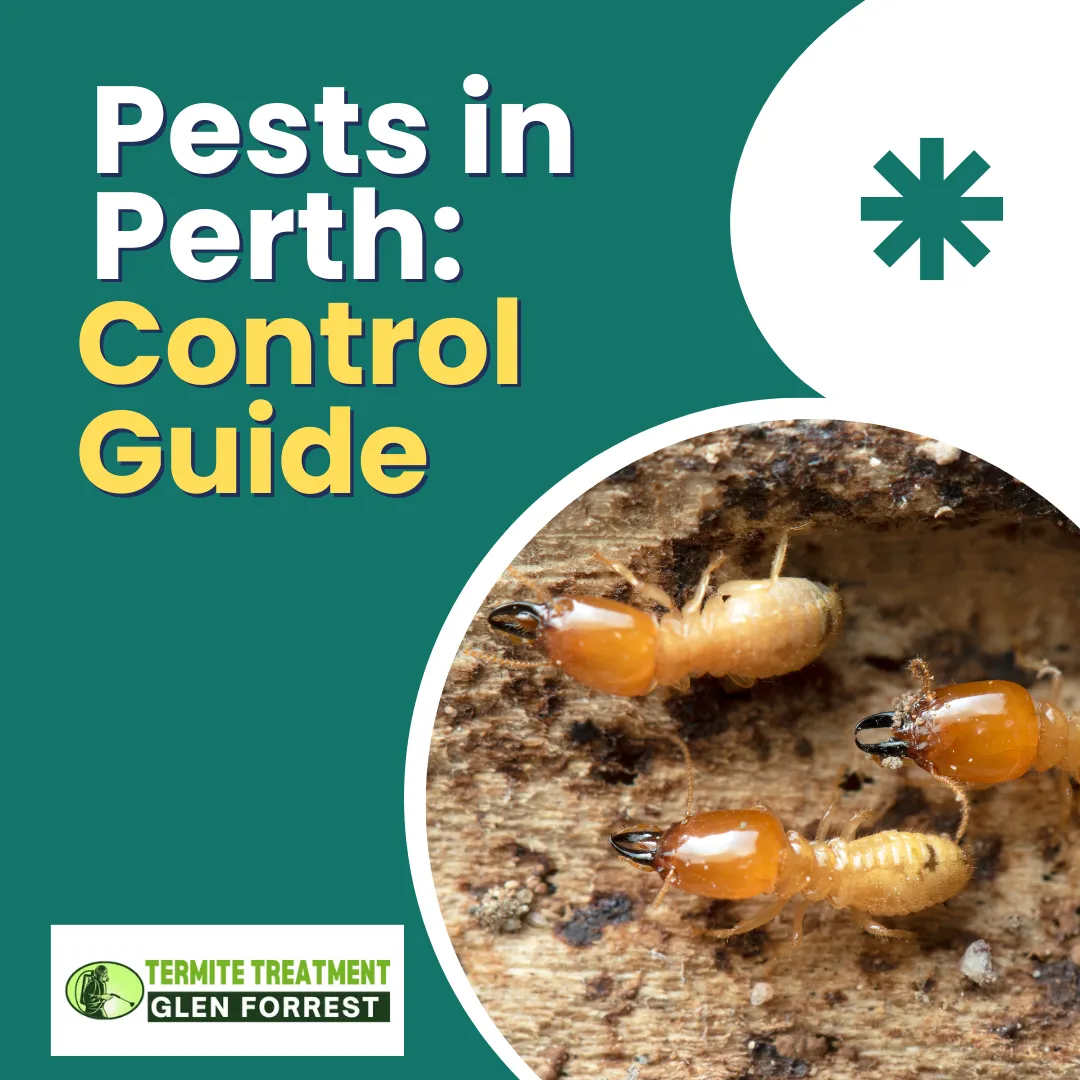 Common Australian pests including insects and rodents