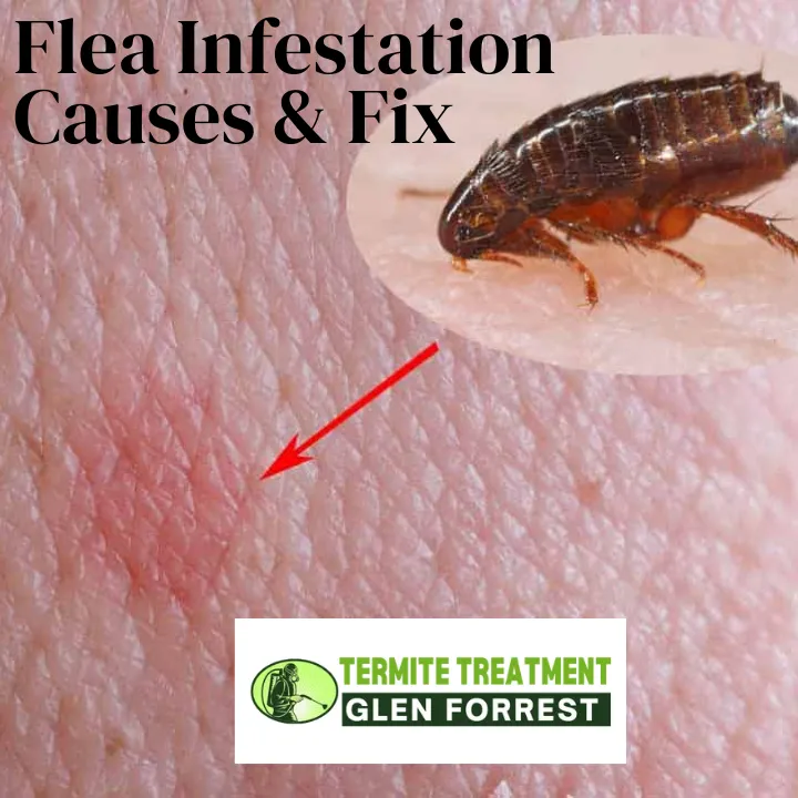 Fleas on pet fur and home surfaces showing signs of infestation.