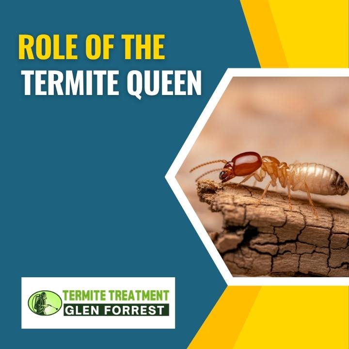 Termite queen colony