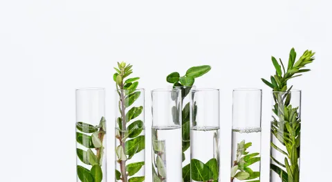 TEst tubes with herbs