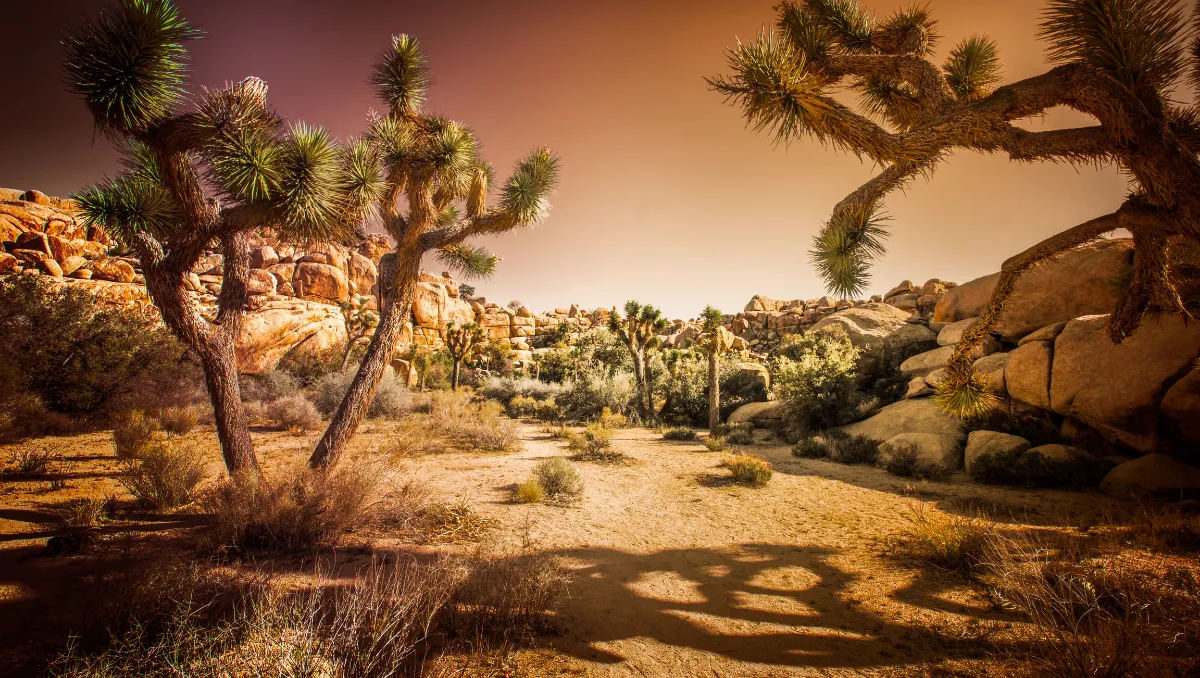 Joshua Tree National Park desert landscape with iconic Joshua trees, rugged granite boulders, and a sandy trail under a warm sunset sky.