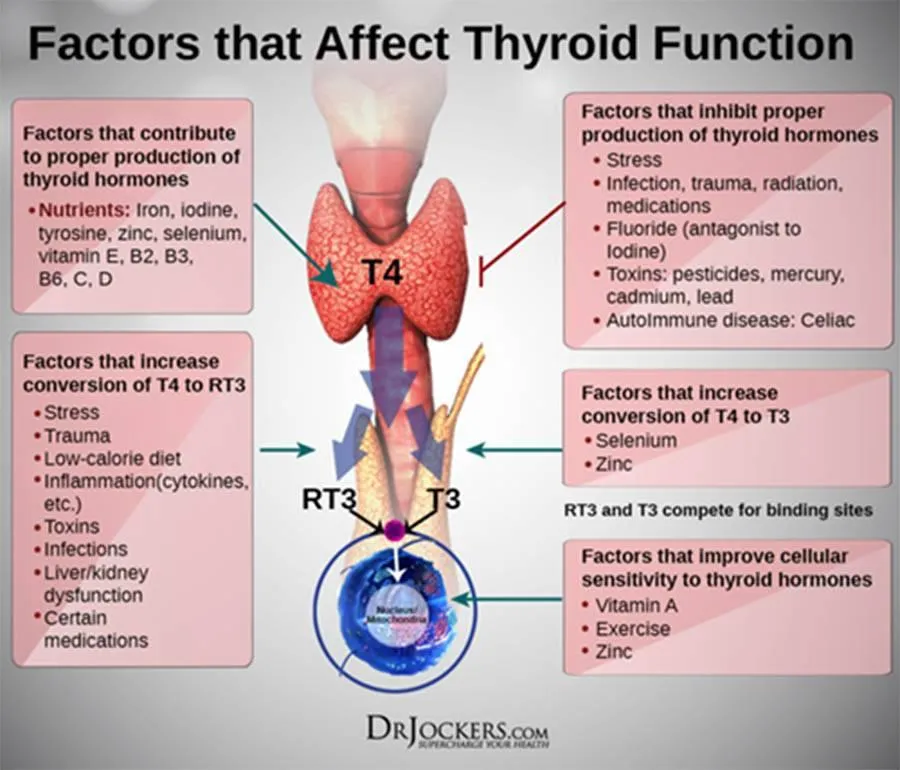  thyroid hormone health
