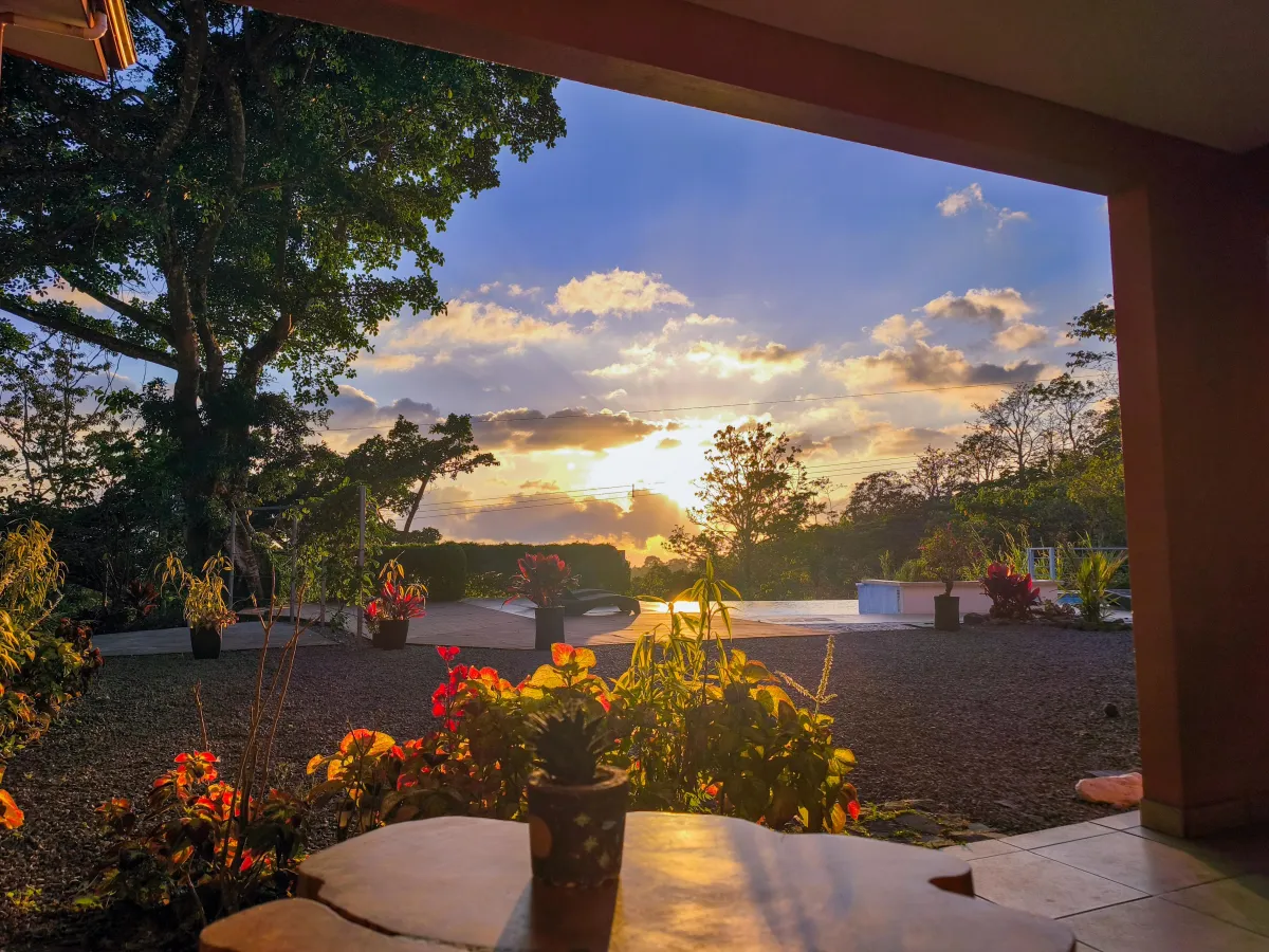 low-angle photo of green fern plant