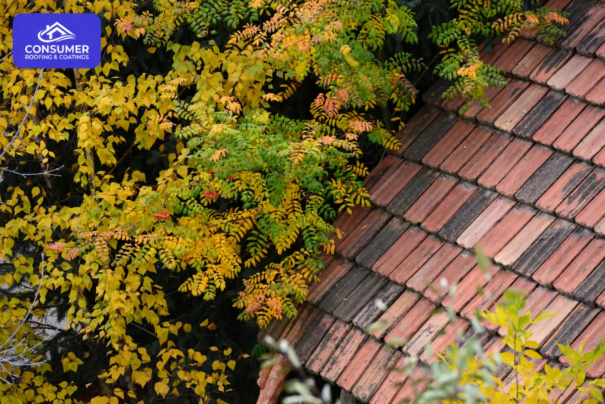 Colorful Autumn Leaves by Tiled Roof