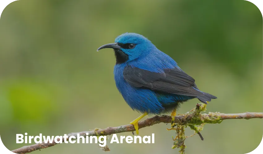 Travel with Josh Mini Combo 2