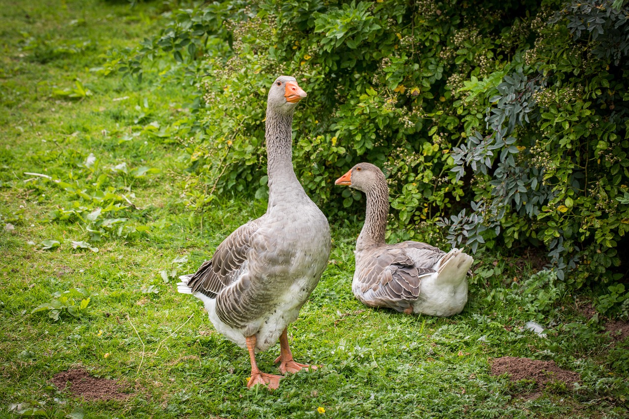 Rolnictwo ekologiczne w Polsce: Miliardy w grze i ambitne cele do 2030 roku