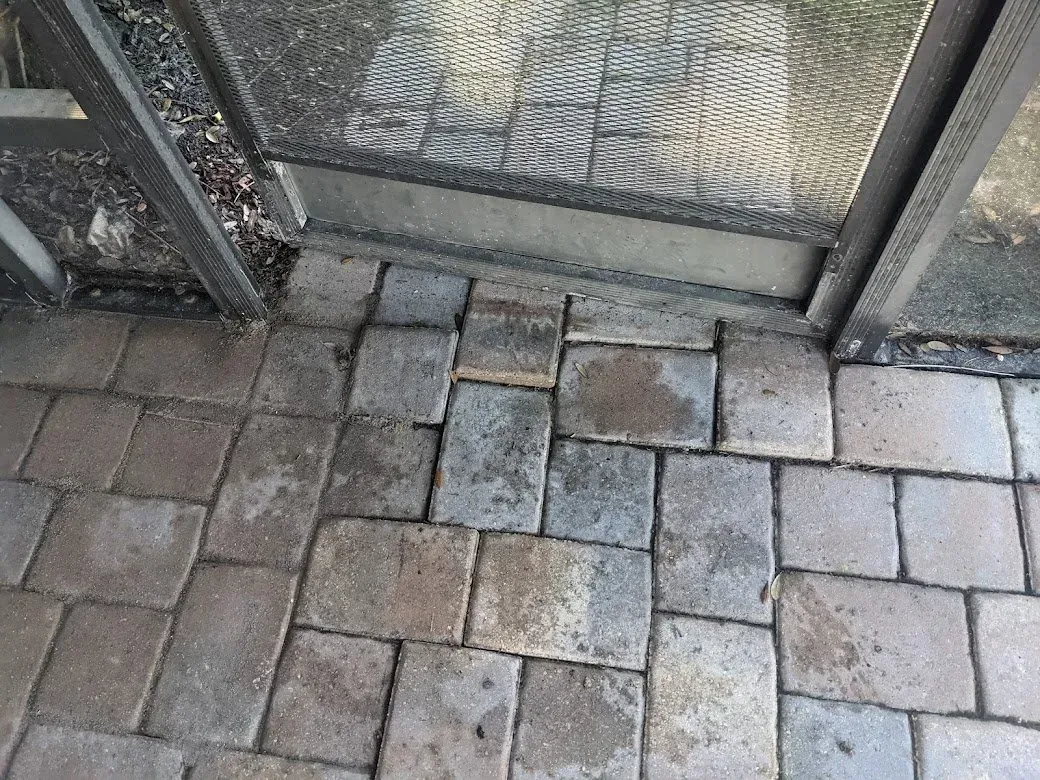Pavers being pushed up by tree roots 