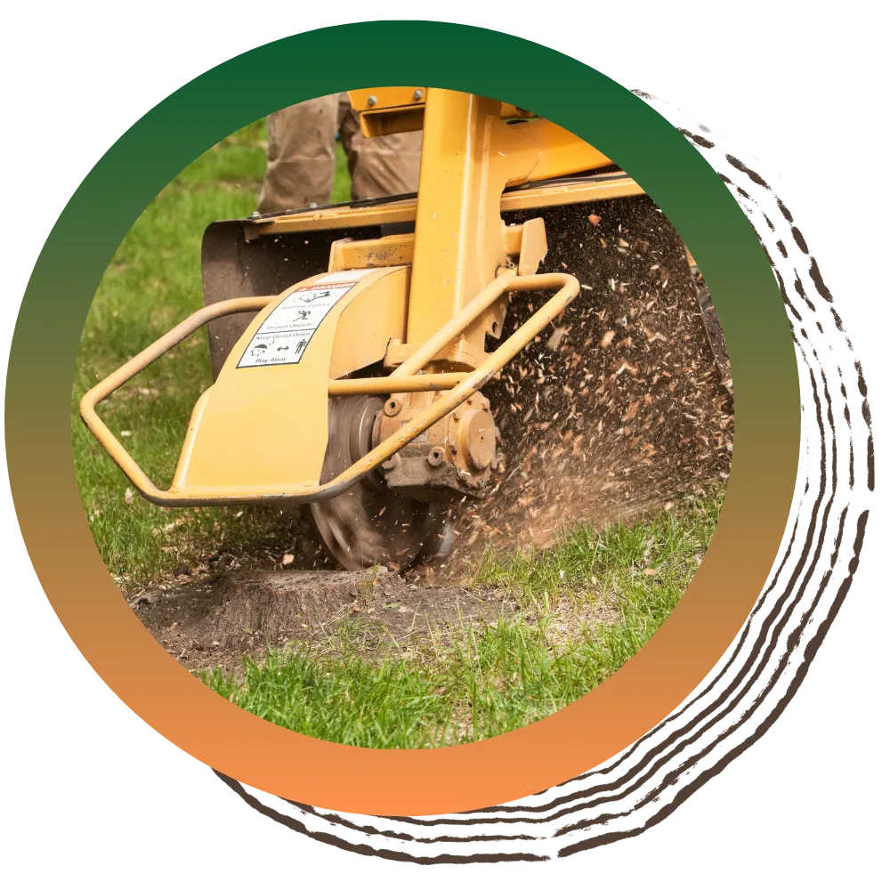 Tree stump removal Minneapolis - A1 Tree and Stump Removal