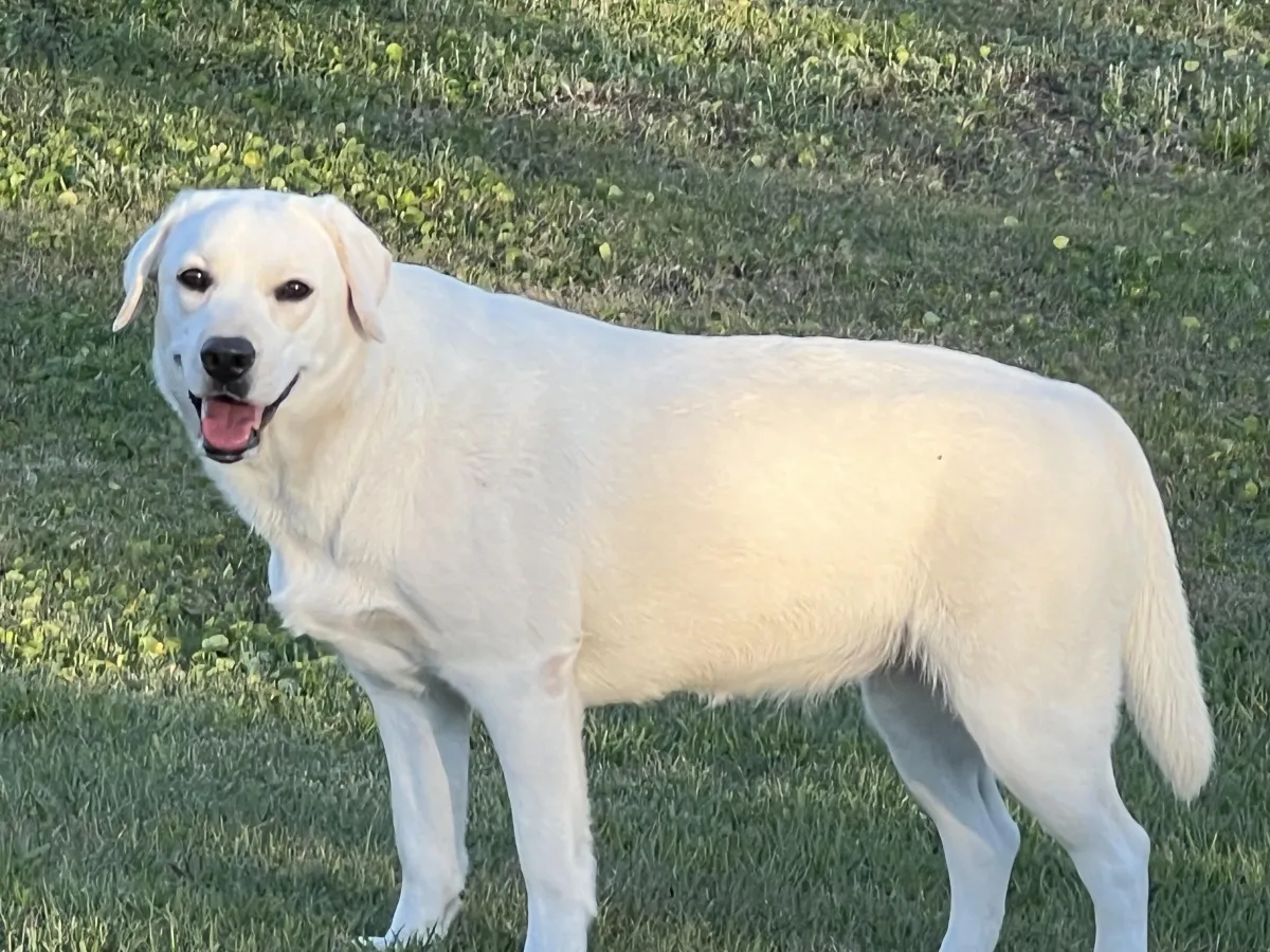 Polar Yellow Labs in Wagon