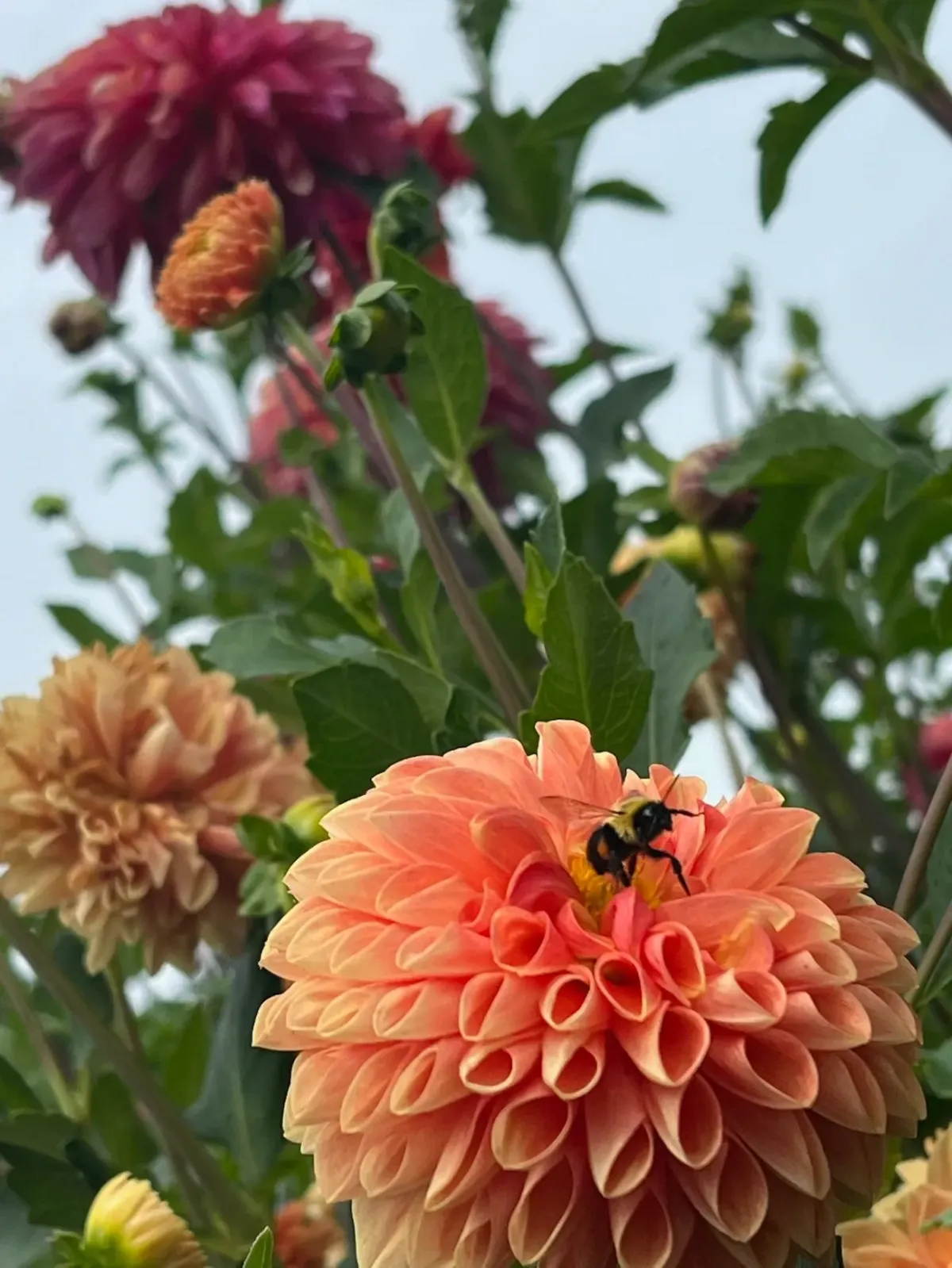 Professional garden design in Marblehead MA with custom floral landscaping