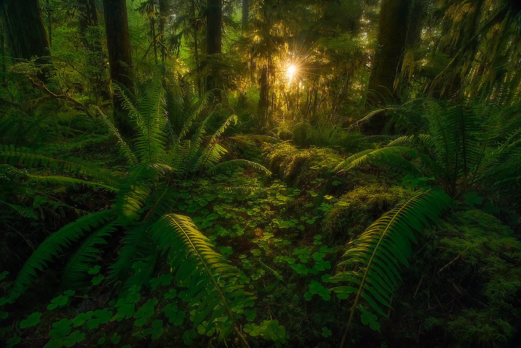 the sun shines through the leaves of a tree