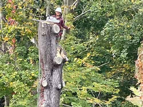 Tree Pruning Cohasset