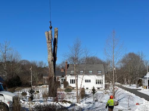 Hingham Emergency Tree Services