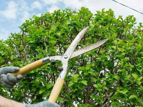 Hingham Tree Trimming