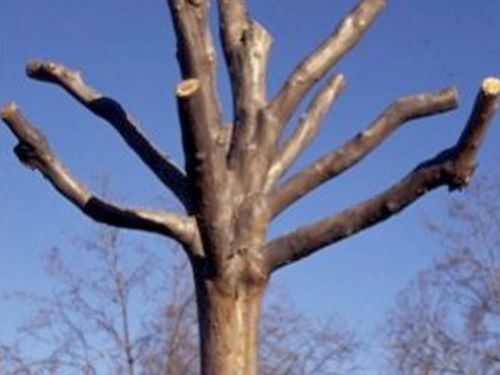 Hingham Tree Pruning