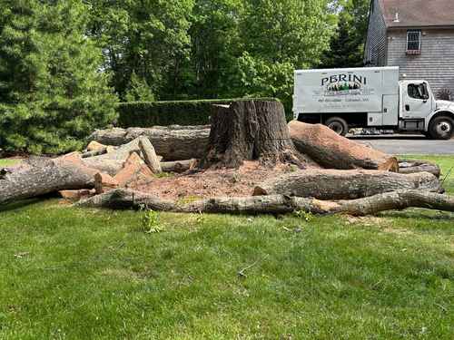 Tree Removal