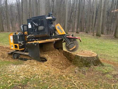 Stump Grinding in Cohasset