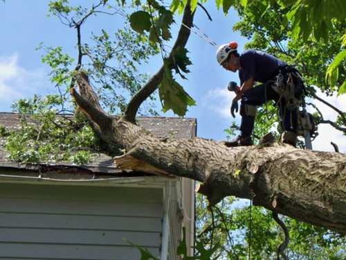 Emergency Tree Services in Cohasset