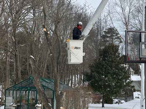 Tree Trimming in Cohasset