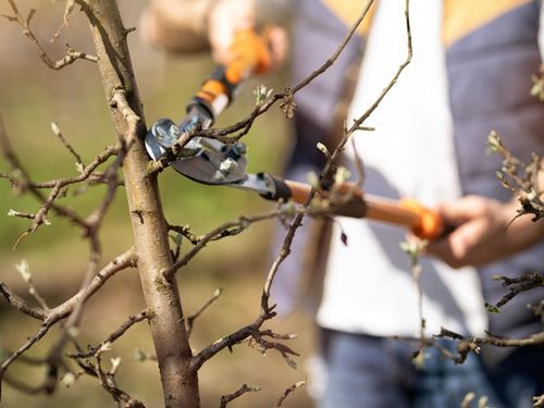 Tree Pruning in Cohasset