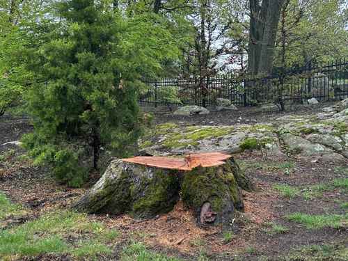 Tree Trimming Cohasset