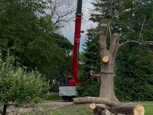 Emergency Tree Services Cohasset