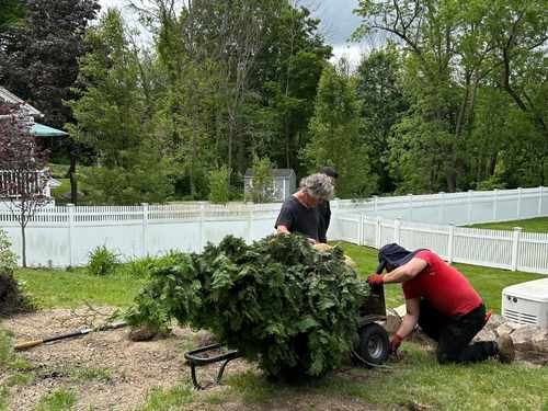 Tree Pruning Cohasset