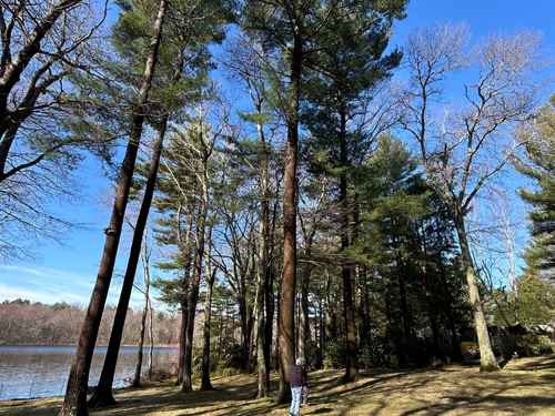 Tree Trimming Cohasset