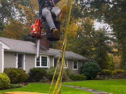 Tree Removal Cohasset