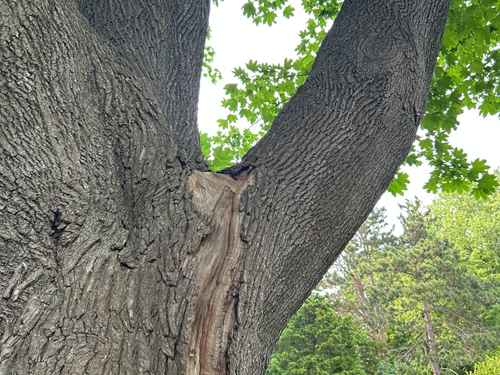 Tree Trimming Cohasset
