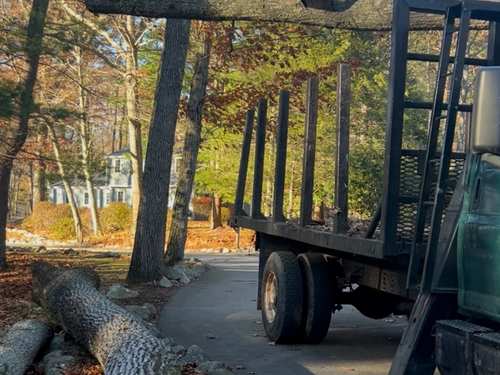 Tree Pruning Cohasset